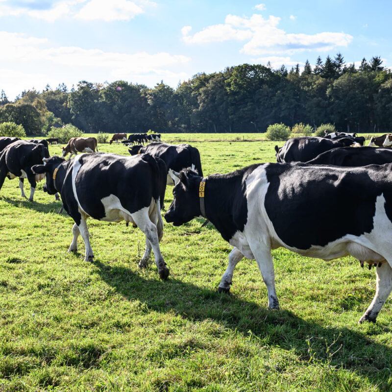 Kalverliefde: melk zonder te slopen