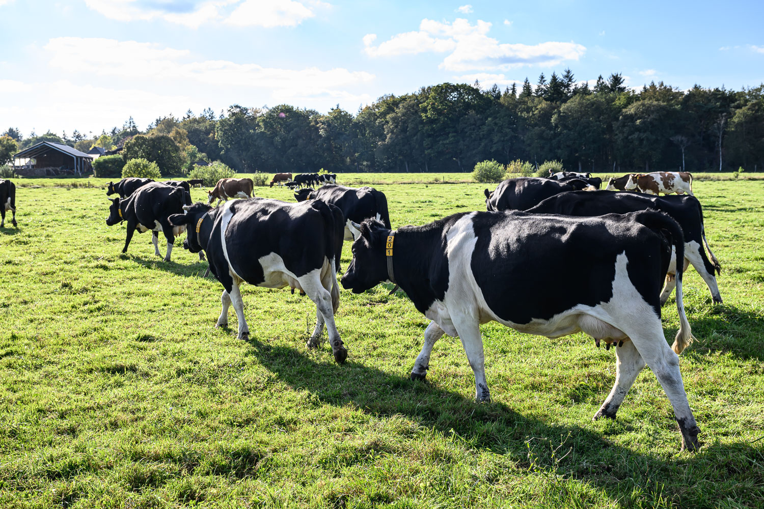 Kalverliefde: melk zonder te slopen