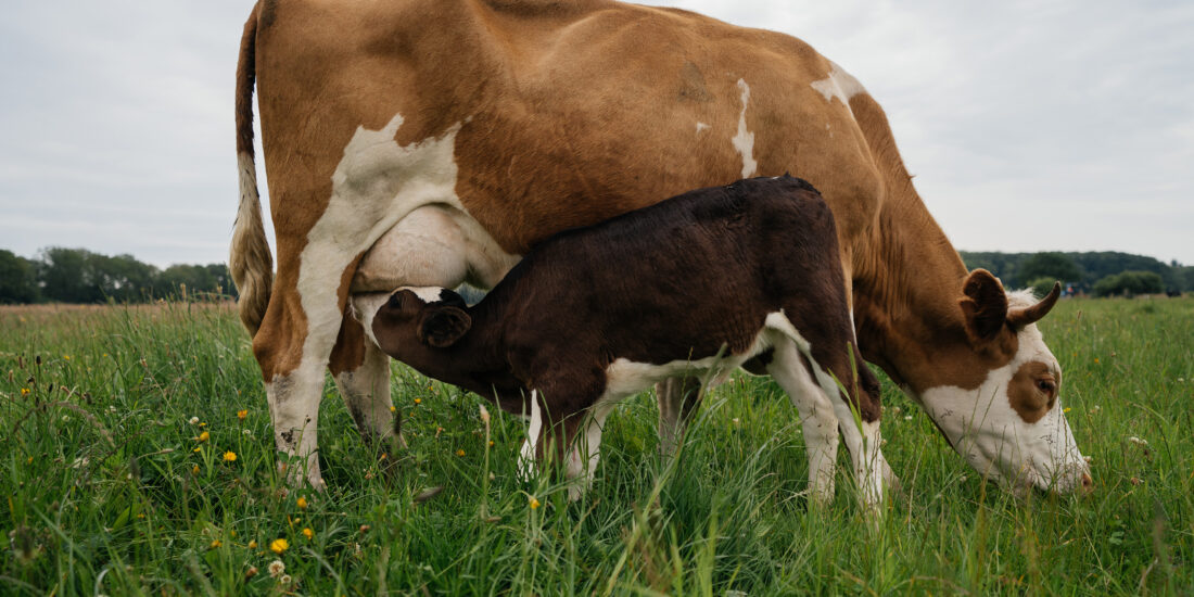 Kalverliefde Natuurlijk biologisch duurzaam Kalverliefde Natuurlijk biologisch duurzaam