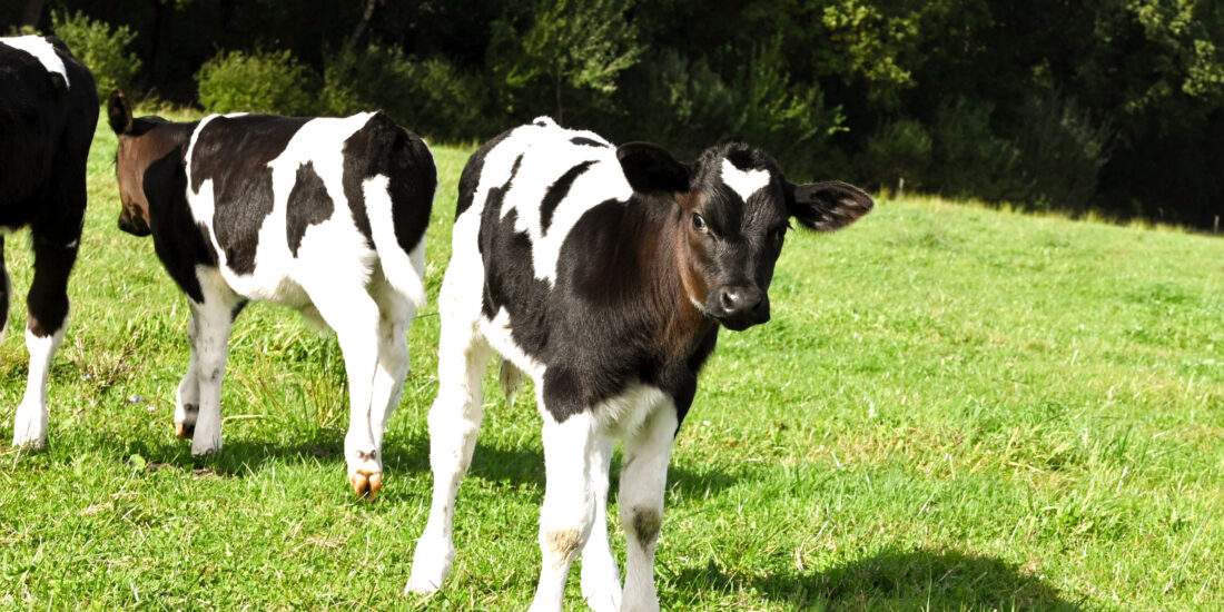 kalverliefde-biologisch-producten-zuivel-mel-yoghurt-koe-kalf kalverliefde melk yoghurt duurzaam koetjes kalfjes de glind