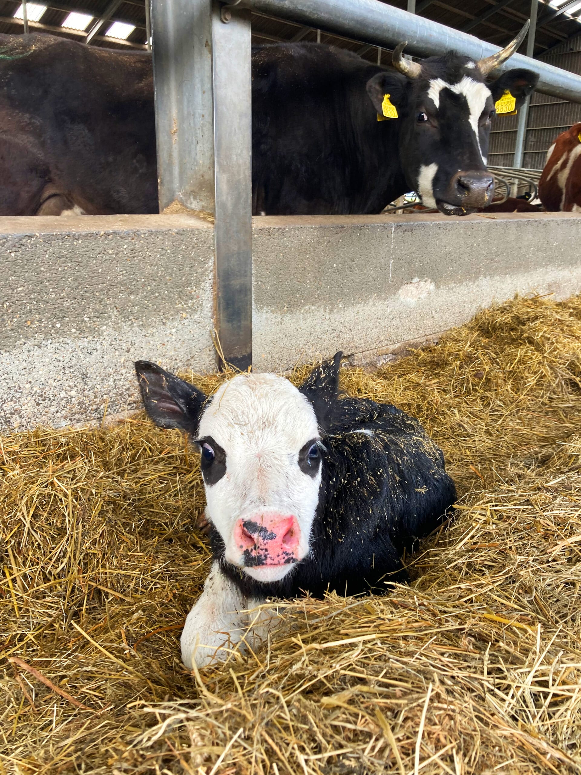 kalverliefde koe kalf biologische melk bio zuivel