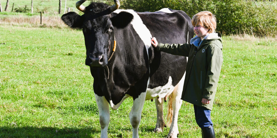 kalverliefde koe kalf biologische melk zuivel biojpg kalverliefde koe kalf biologische melk zuivel biojpg